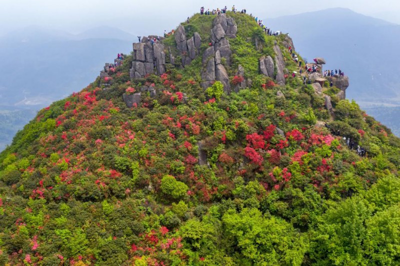 航拍江西丰城升华山巨石屹立 杜鹃花开美如画