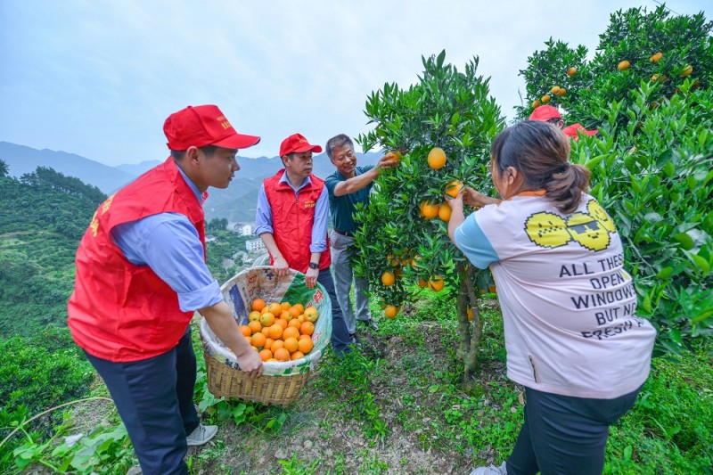 众志橙橙助果农在汉央企直播带货为乡村振兴赋能