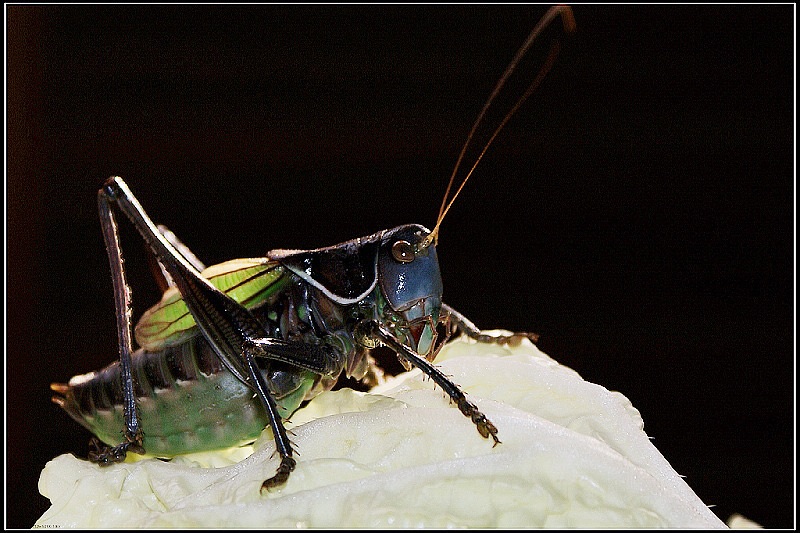 诗歌赏析午夜里的蝈蝈