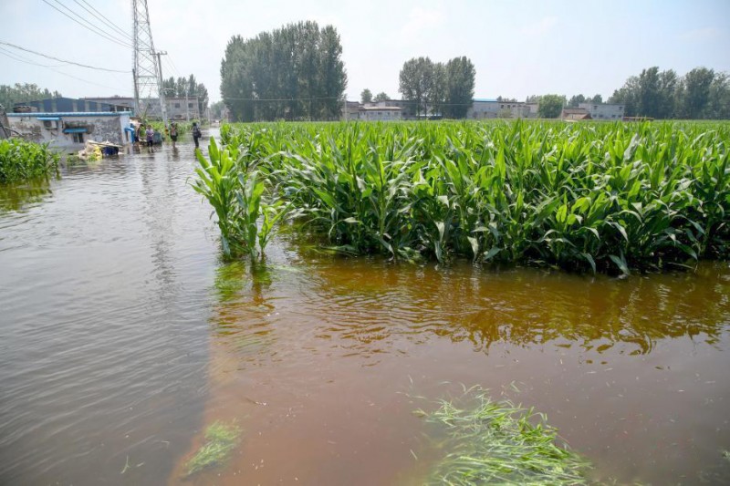 7月25日,河南浚县小河镇西王渡村,大片玉米地浸泡在水中.