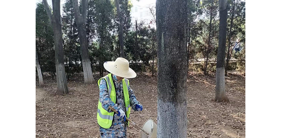 湖北鄂州西山风景区：防病防冻  树干涂白正当时