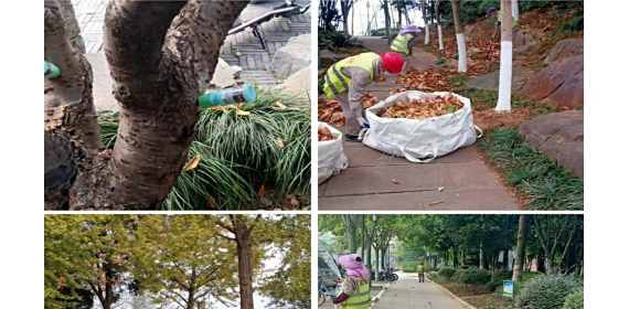 鄂州滨江公园管理处：多措并举 开展秋冬植物养护 提升景观效果