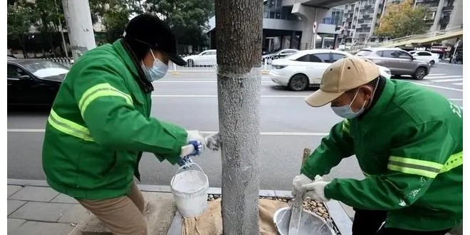 湖北：武汉精细呵护街头千万株树木过冬