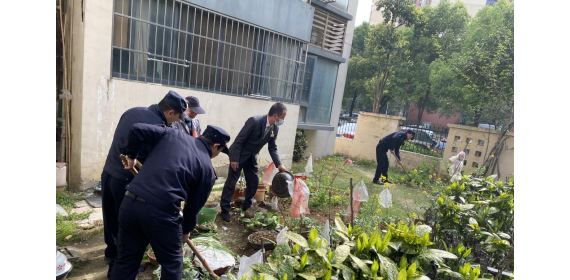 武汉东西湖径河街综合执法中心联合社区、物业开展毁绿种菜专项整治