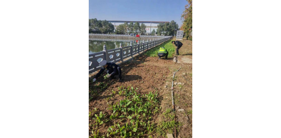 武汉黄陂：八旬老人占用公共绿地种菜 罗汉街路长温情执法暖民心