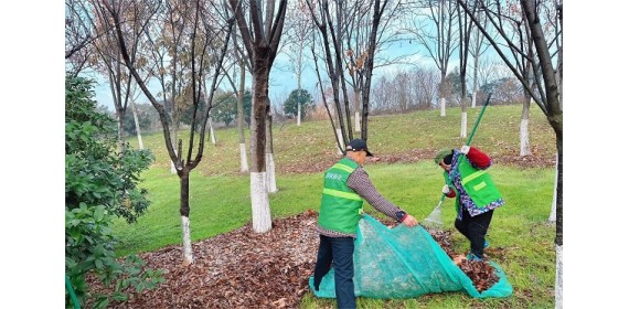 加强落叶清扫  守护绿地优化环境