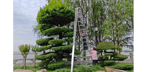 湖北鄂州：提升公园景观面貌  打造靓丽风景线