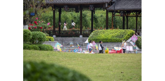 湖北恩施：月季花开引客来  万紫千红扮靓城市颜值